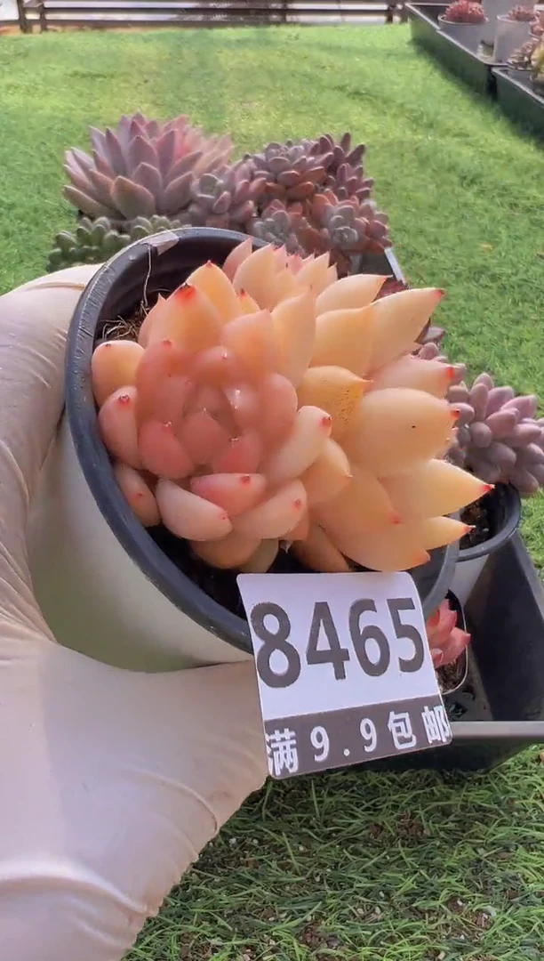 【闪购商品】信福多肉一物一拍