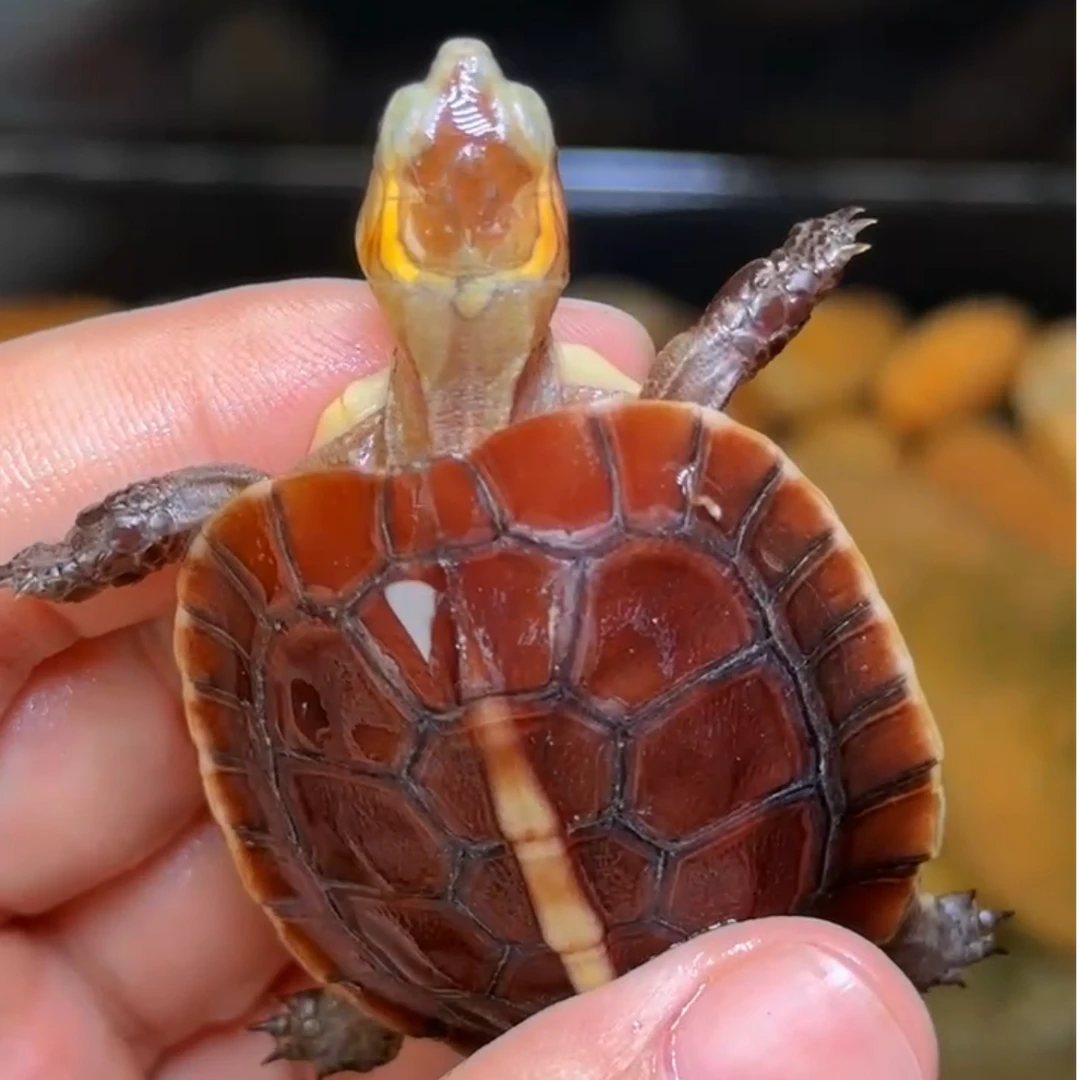 新手易养黄缘龟安缘龟台缘龟半水龟观赏龟宠物龟