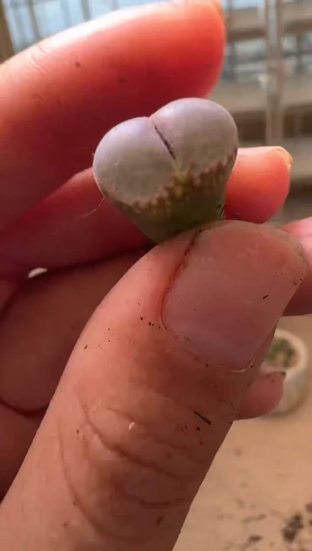 美丽的肉石头16-124