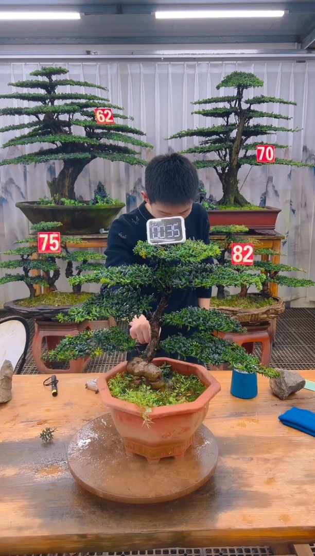 无花朵精品盆景直播间一物一拍