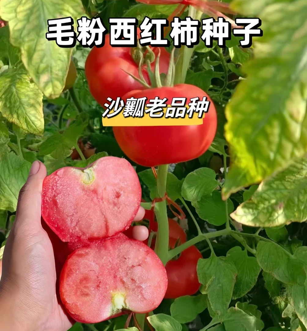 【满五包包邮】（满五送一）毛粉番茄种子家庭阳台种植盆栽地栽
