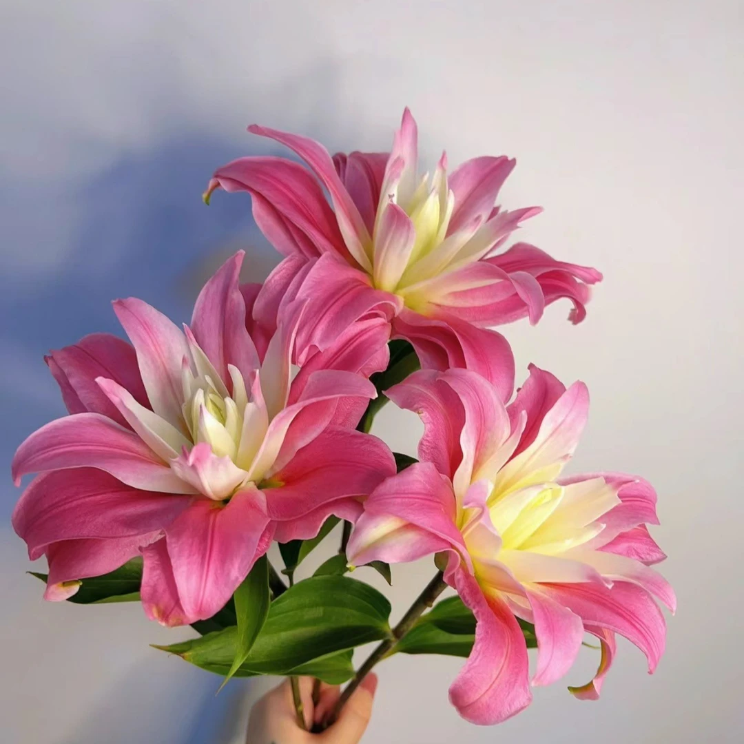 春百合四季可种1颗【红丝带】12/14重瓣百合花球庭院阳台花球