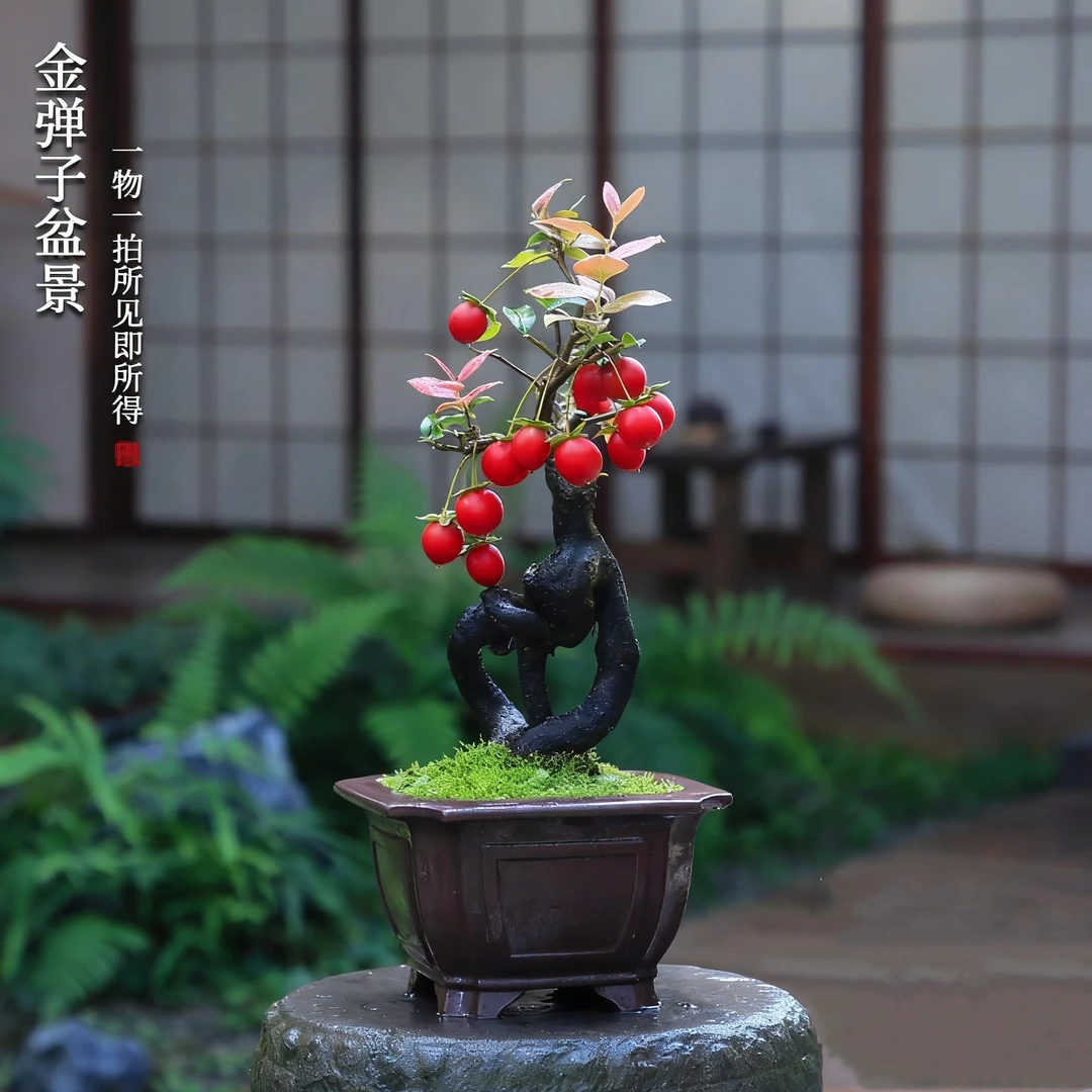 金弹子老桩盆景直播间盆栽精品高端绿植客厅桌面室内植物一物一拍