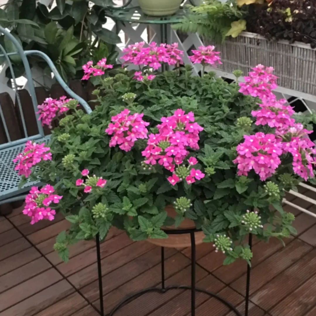 美女樱多年生草本耐寒耐热四季开花盆栽地栽好养