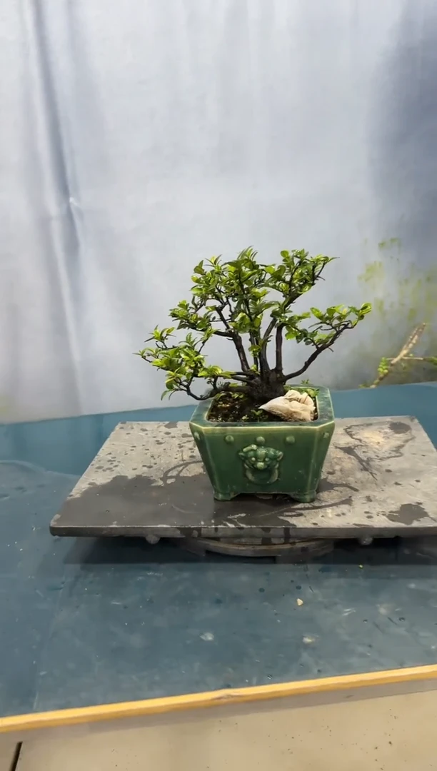 无花朵翠米茶翠米茶翠米茶翠米茶