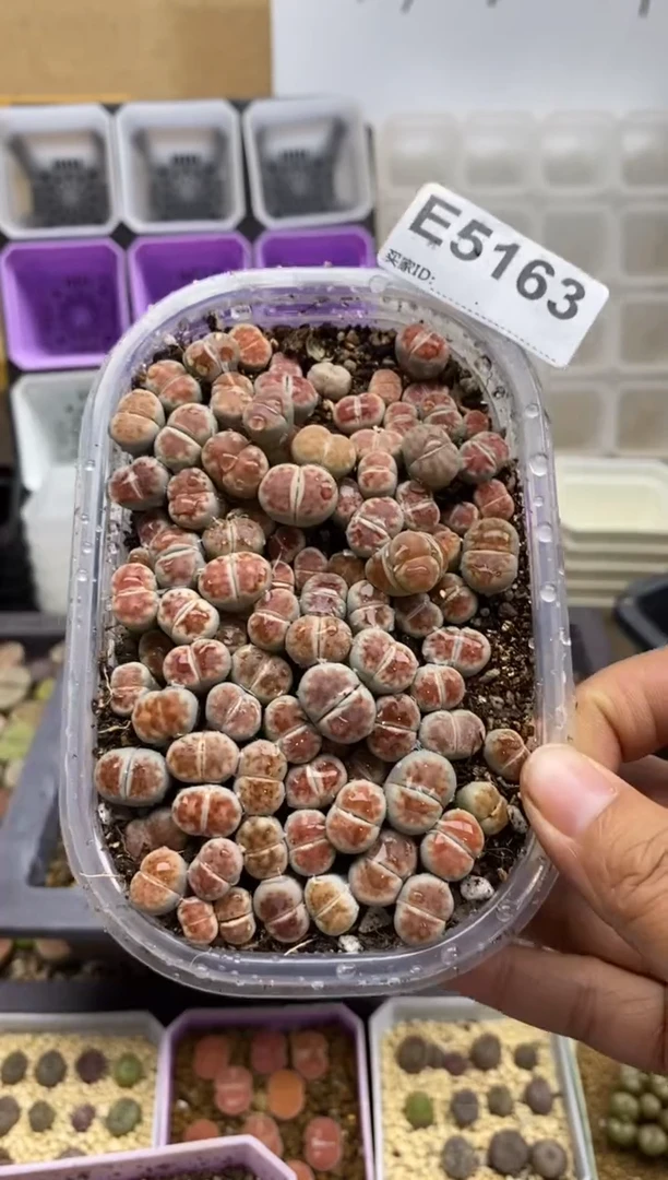 5163 开播福利一物一拍
