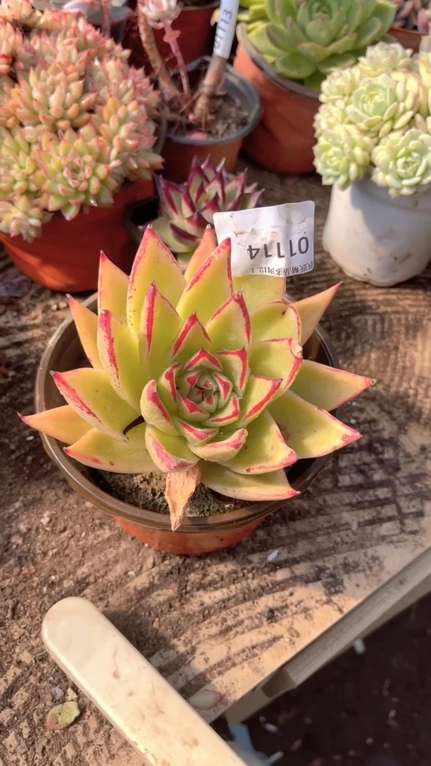 若****见跃跃精品多肉01114