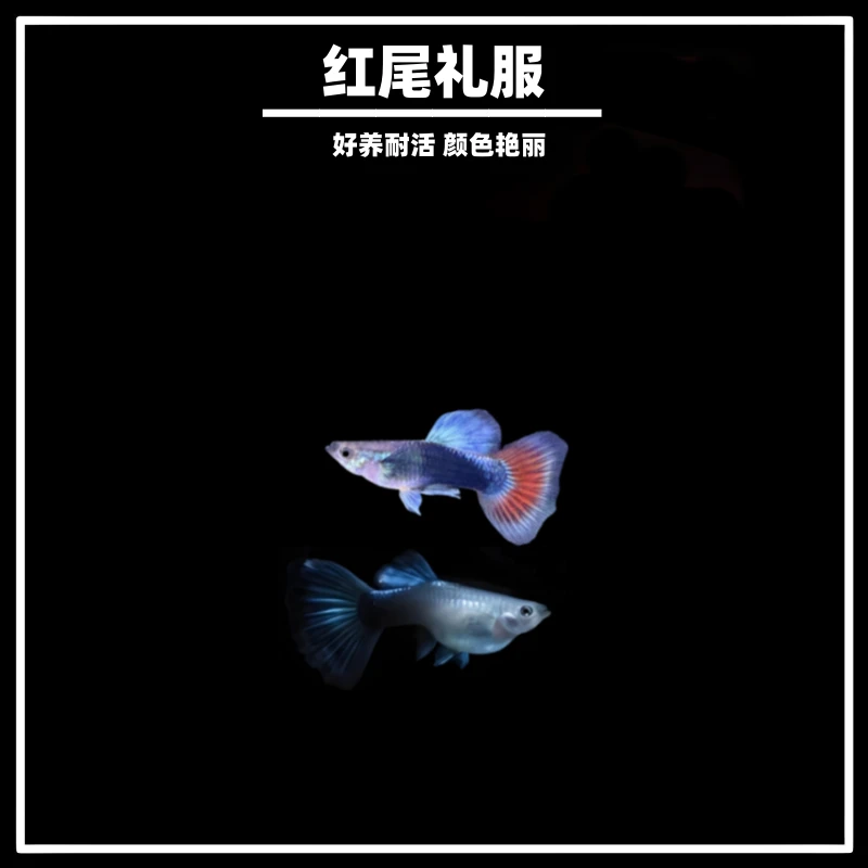 红尾礼服孔雀鱼活体小型热带观赏鱼淡水鱼好养耐活