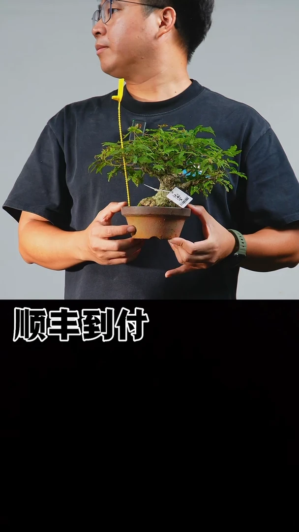 无花朵亮*津b757山红叶buaoyou