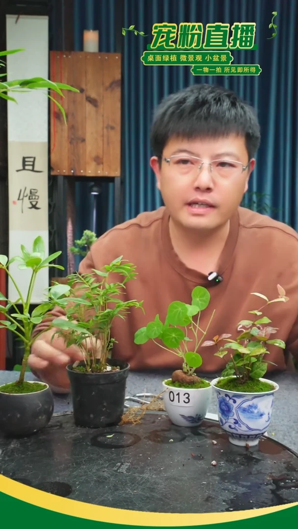 无花朵落**晖苔藓微景观013号