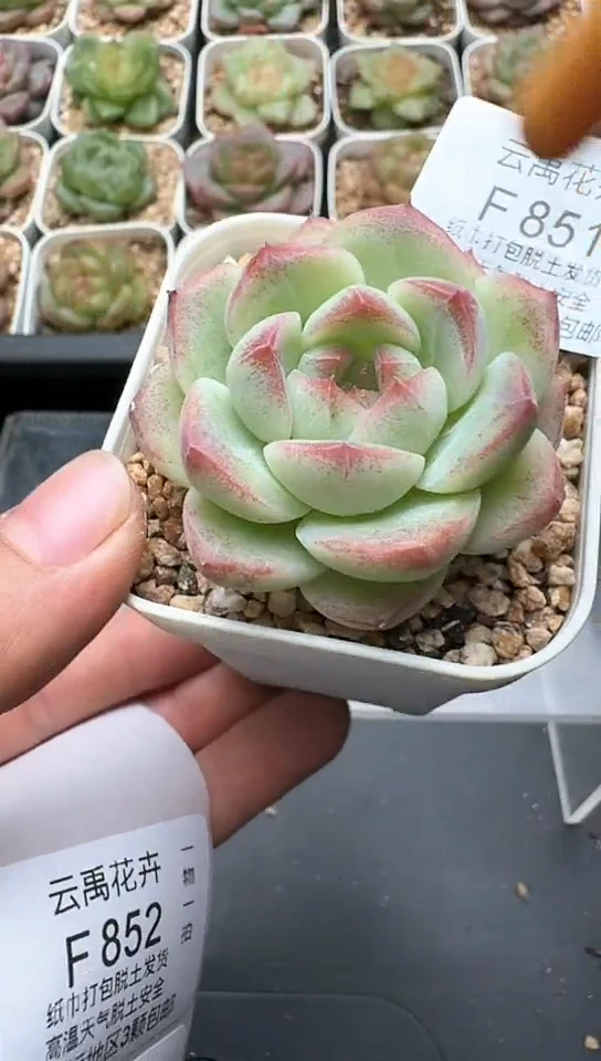 851F云禹多肉植物 默认脱土纸巾打包 3颗包邮