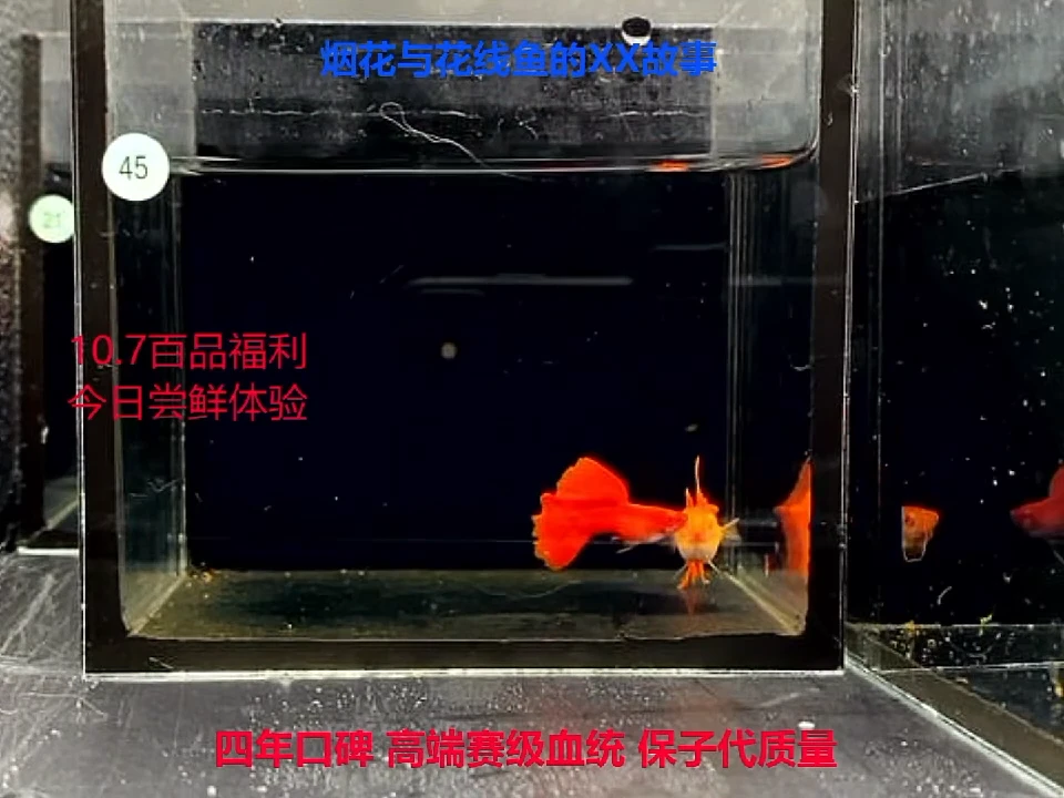 孔雀鱼超大背全红1对