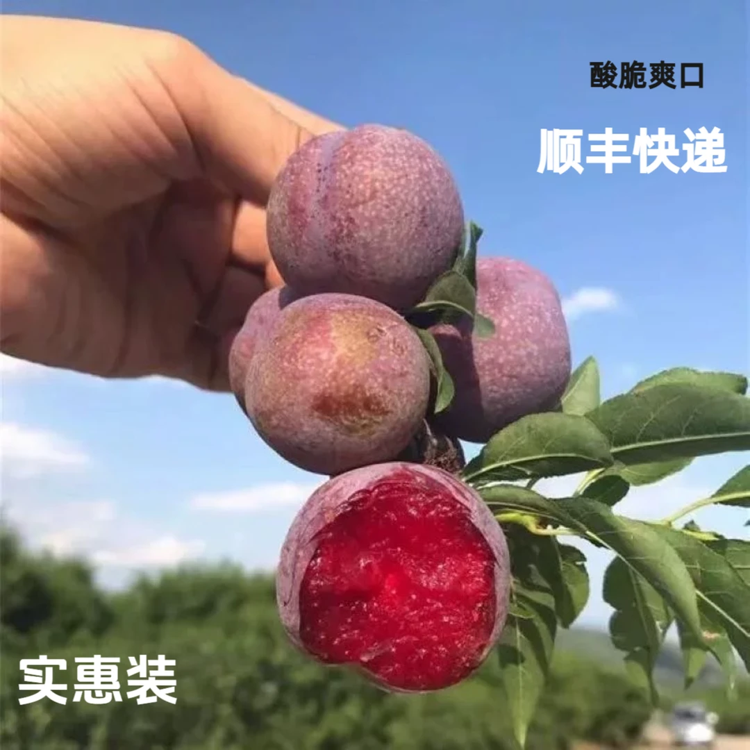 【顺丰包邮】信宜钱排三华李红心李子孕妇水果酸脆爽口顺丰包邮商品图
