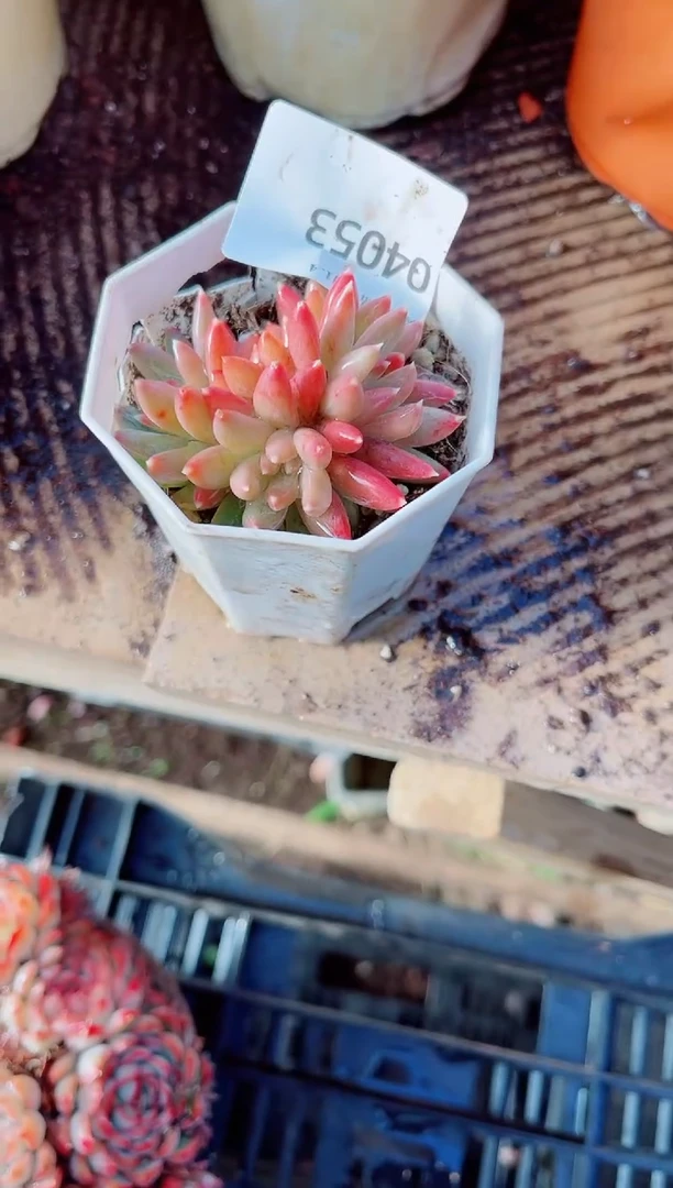 翡***?跃跃精品多肉04053