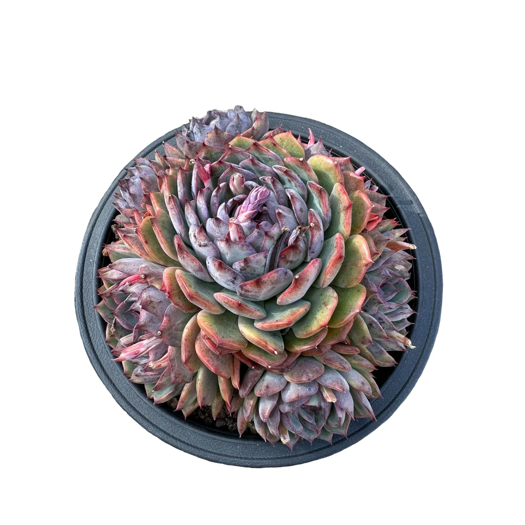 强子精品多肉 蓝色妖姬 多肉植物 精控精养 净化 空气 美化环境