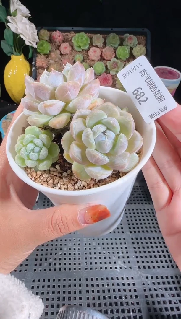 1116-682群生不包整