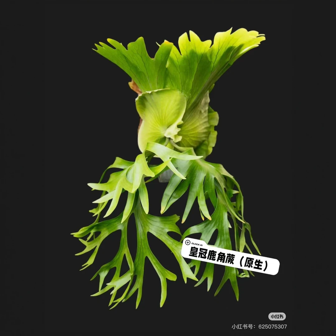 鹿角蕨胚子体（非幼苗）-皇冠，细叶皇冠