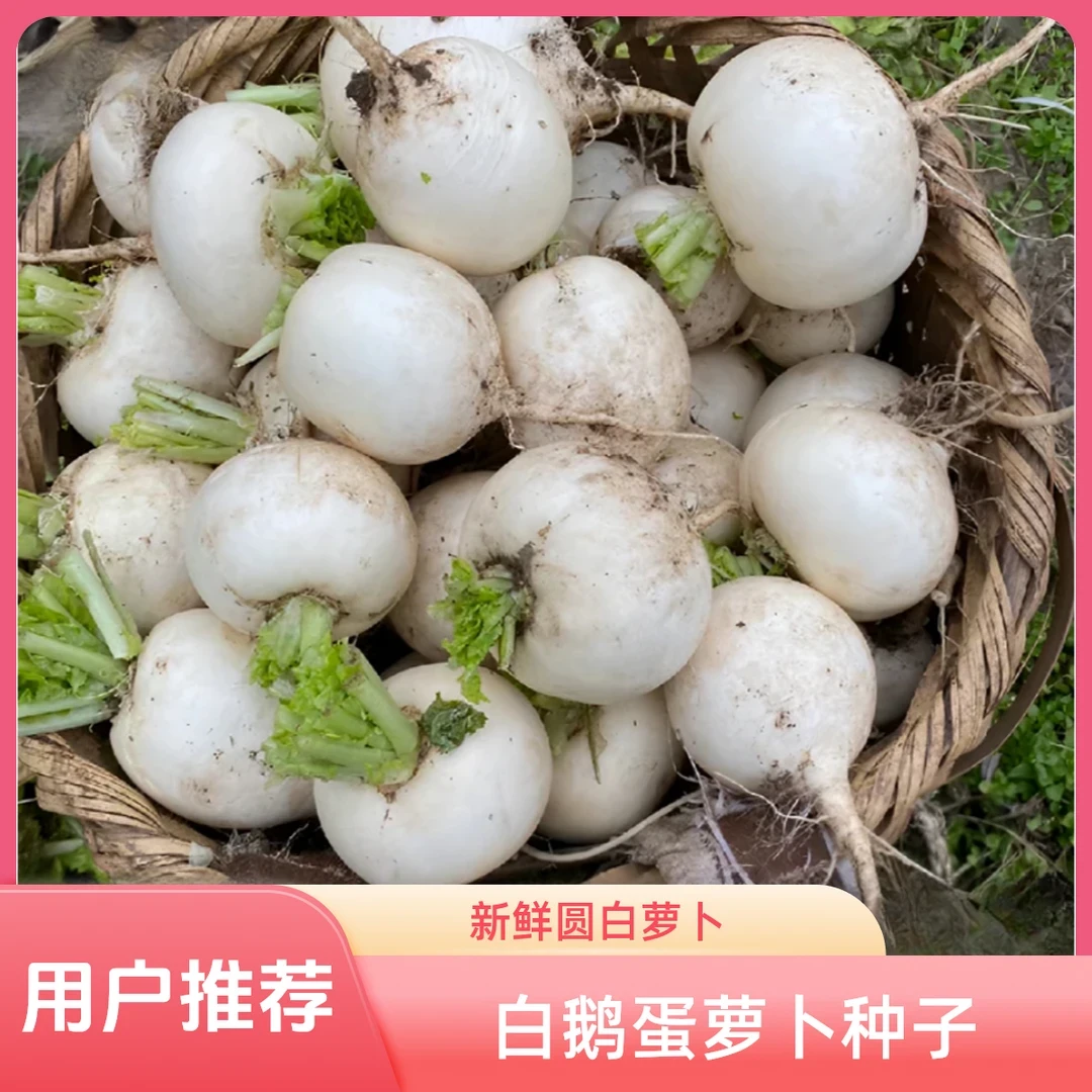 【满五包包邮】（满五送一）圆白小萝卜腌菜泡菜甜脆爽口蔬菜