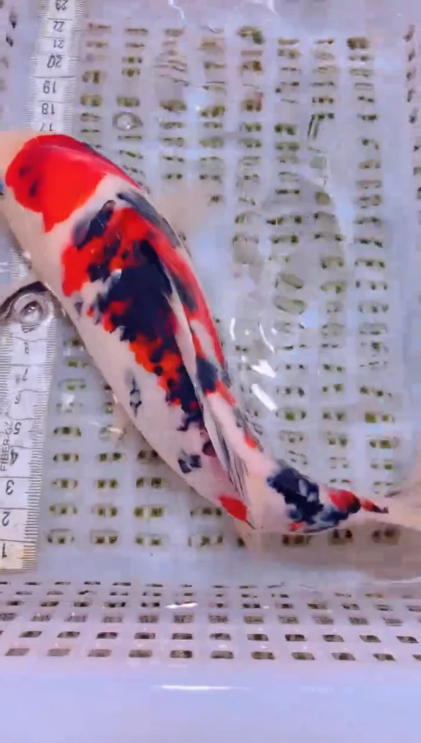 锦鲤冷水观赏鱼全场包邮63