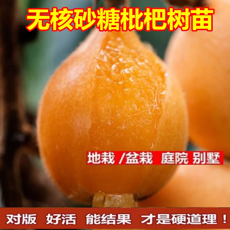 无核砂糖枇杷树苗无籽琵琶嫁接果树苗特大全国适合四季种植耐寒热