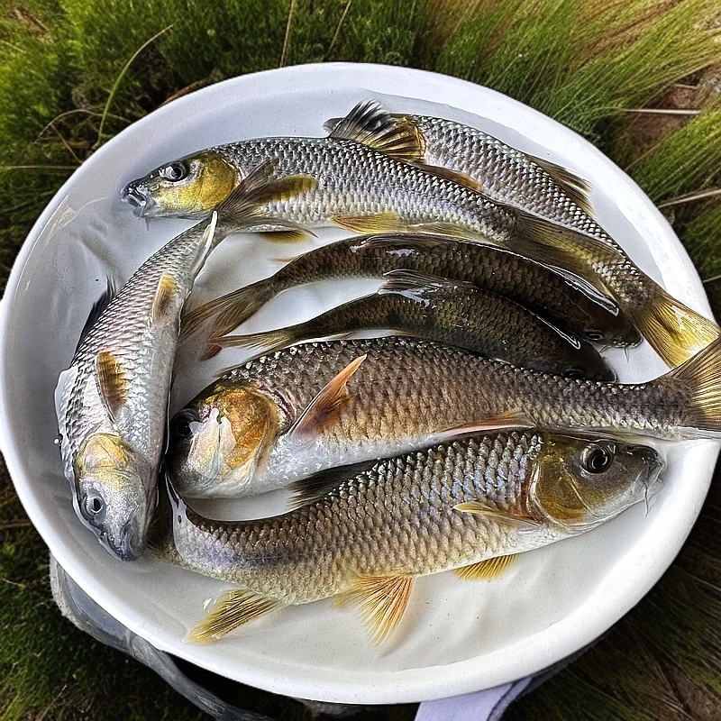 黄腹溪石斑【顺丰活发】福建冷水鱼光唇鱼淡水溪石斑鱼