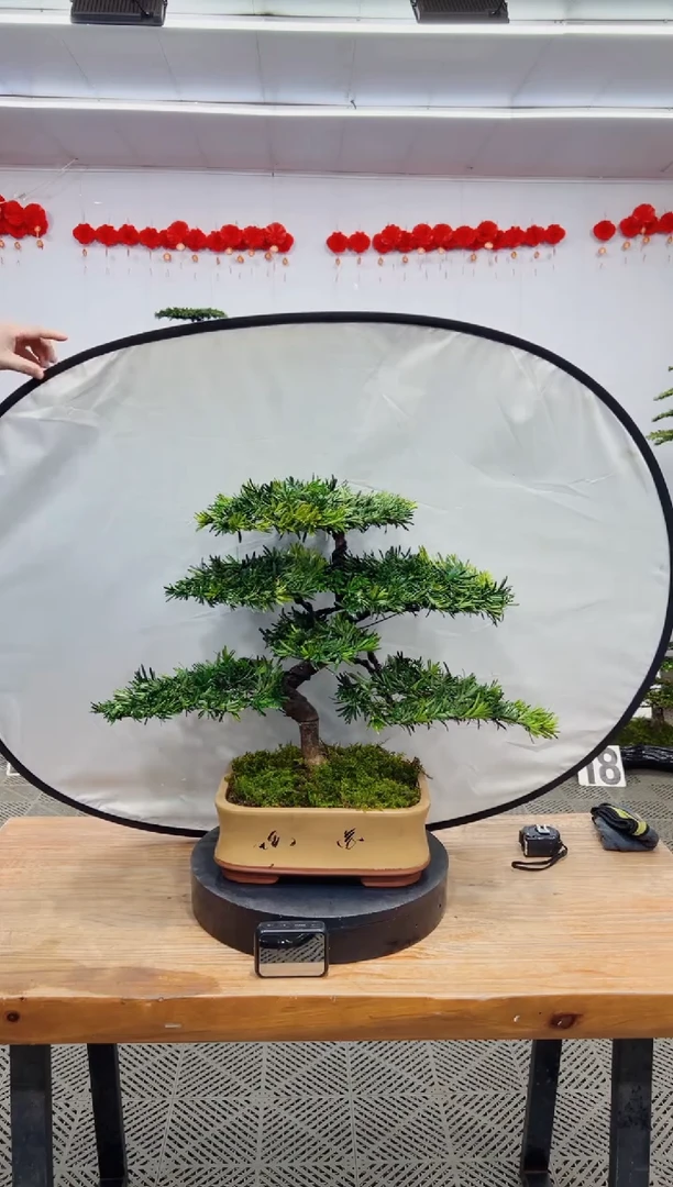 【闪购商品】盆景盆景