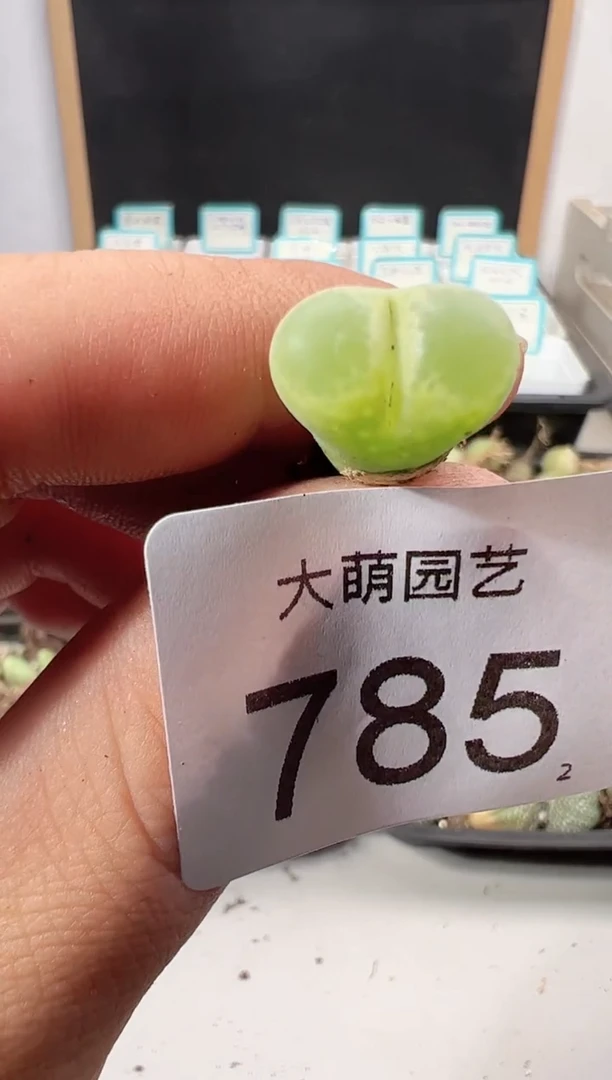 【闪购商品】++++785小雀斑