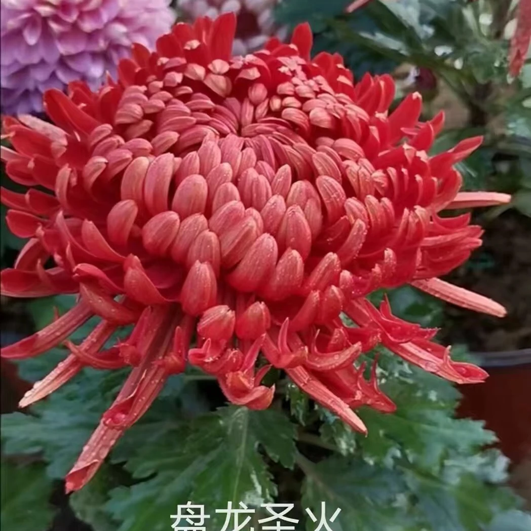 【盘龙圣火】菊花盆栽带花苞发货大花特色花卉绿植