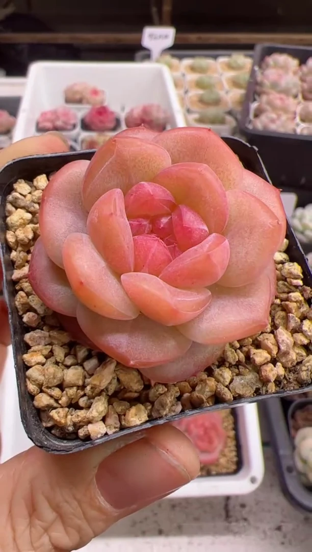 【闪购商品】圆叶琥珀一颗