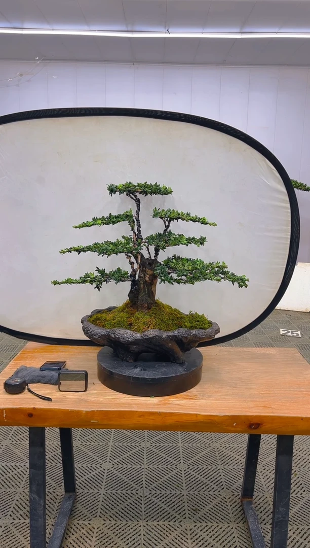 无花朵罗汉松盆景...