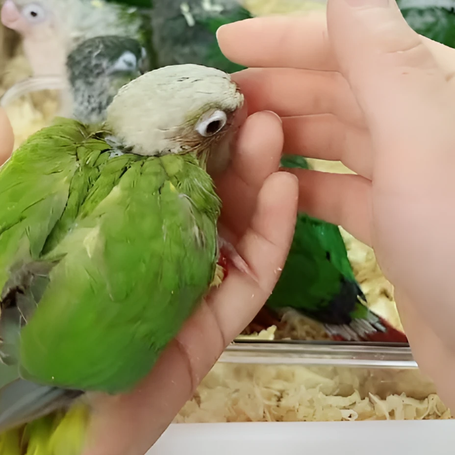 手养活体鹦鹉雏鸟宠物一物一拍