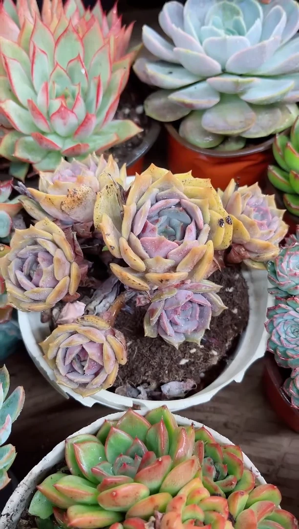 灵*27026多肉植物一物一拍