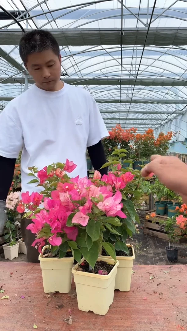 完全开放阿朱娜绿植盆栽