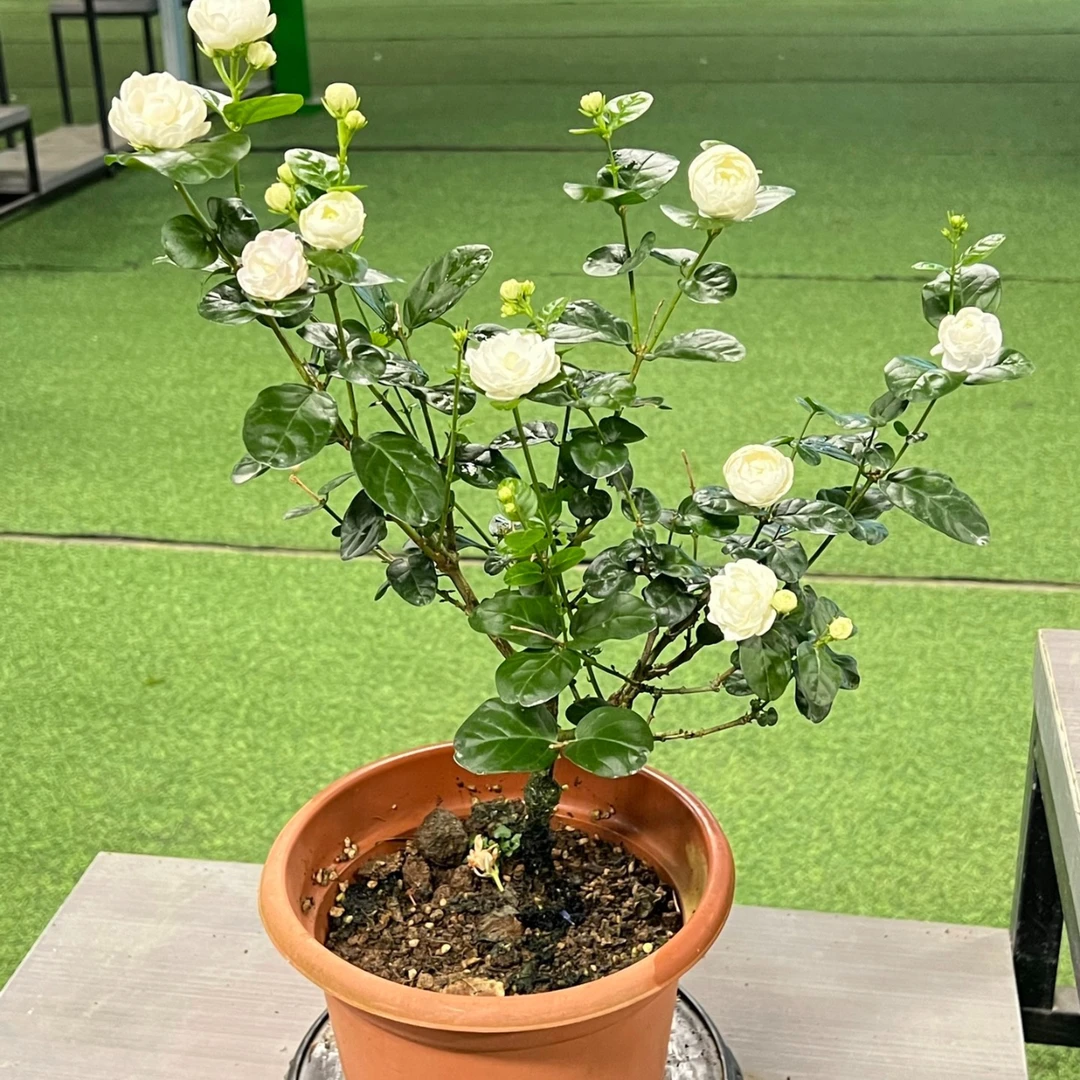 正宗广西横县圆叶宝珠茉莉花盆栽（加仑盘发货）