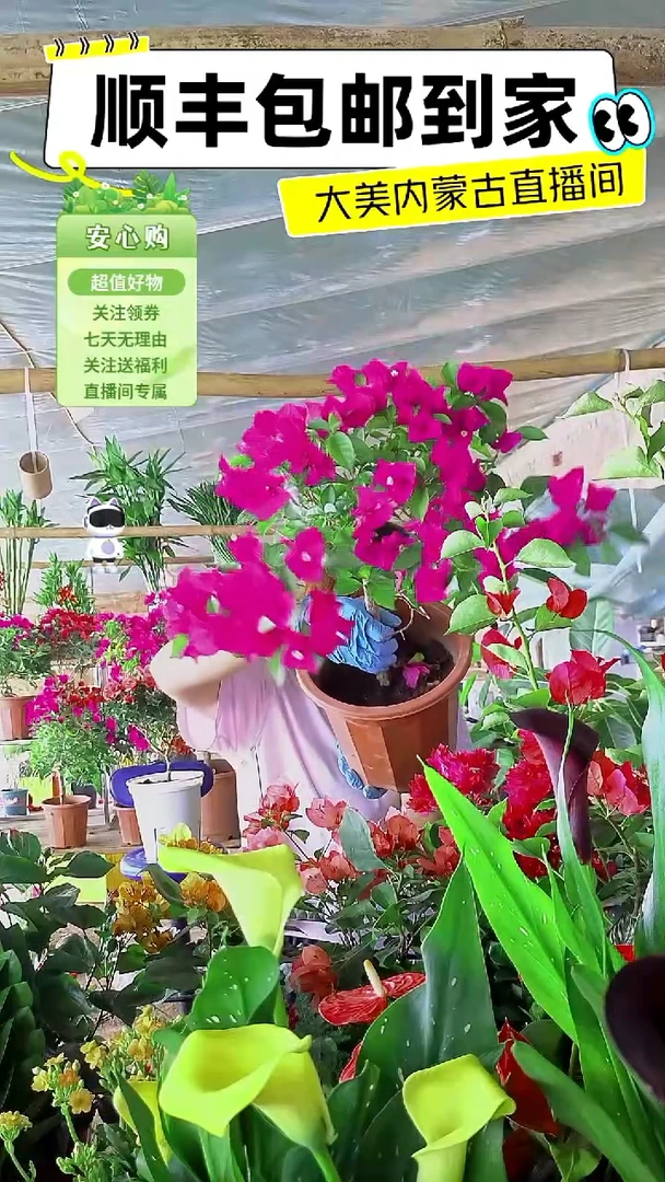 完全开放云南紫三角梅