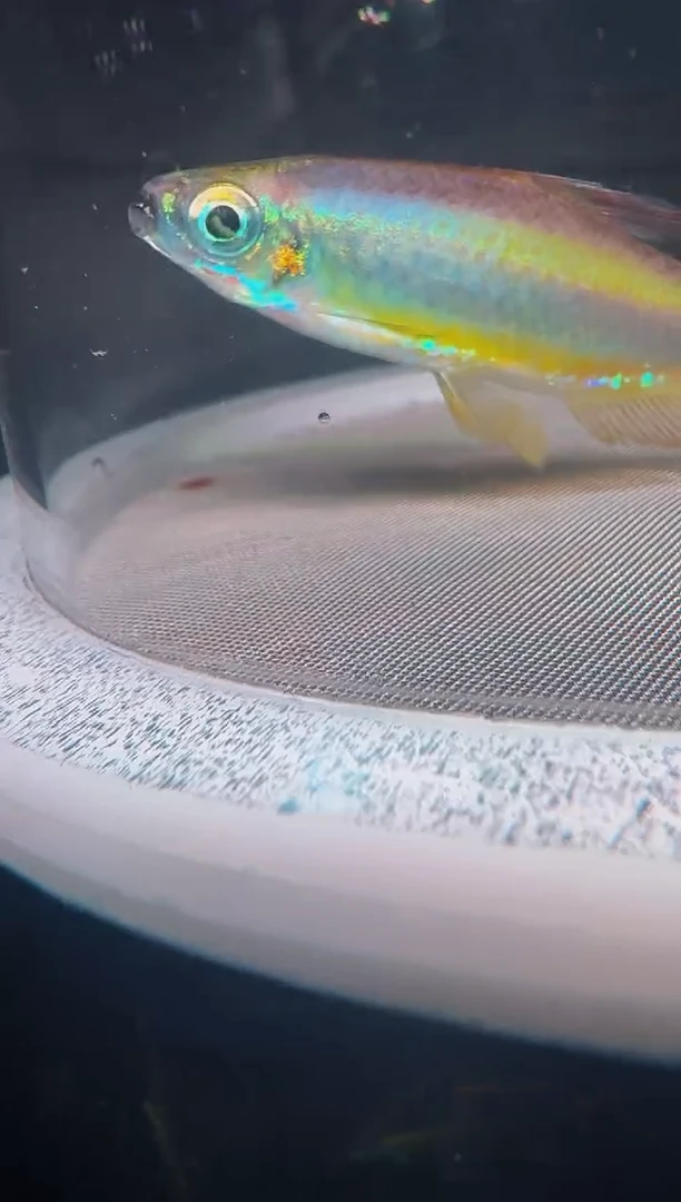 灯科鱼云*23号 二线 5厘米左右 不包黑点 1条