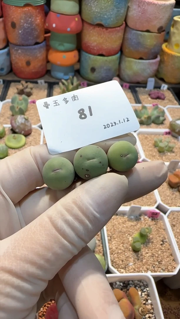 【闪购商品】25.1.12-81橘子