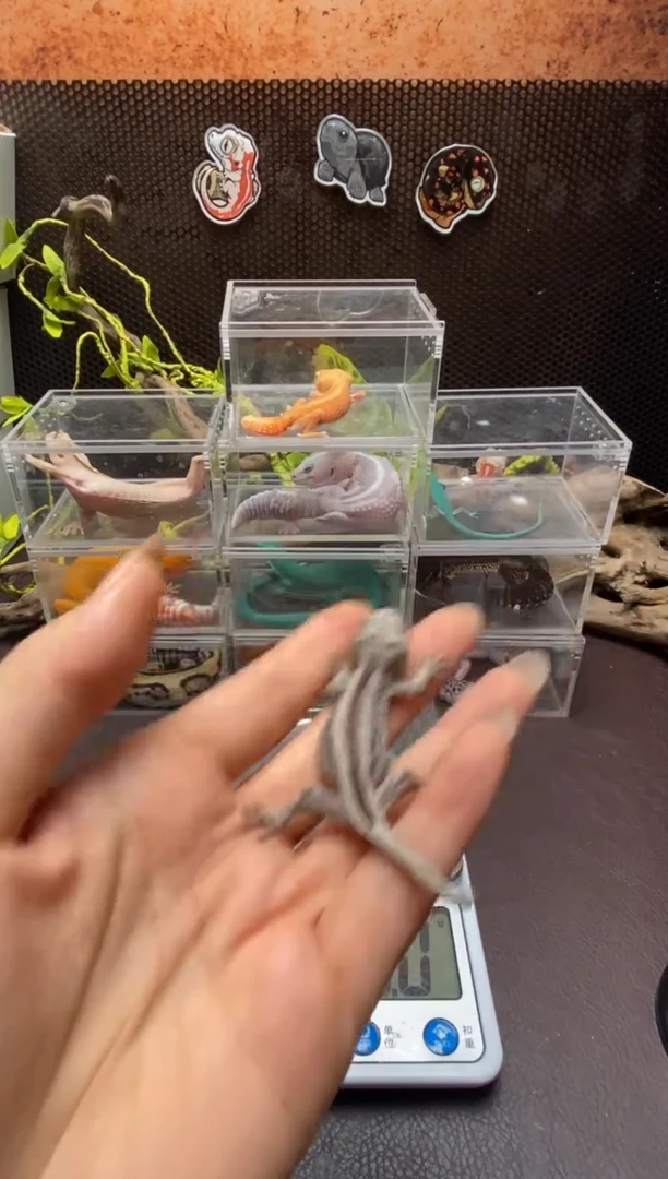 盖勾亚守宫鳞与尾 Scale Tail 爬宠Y2