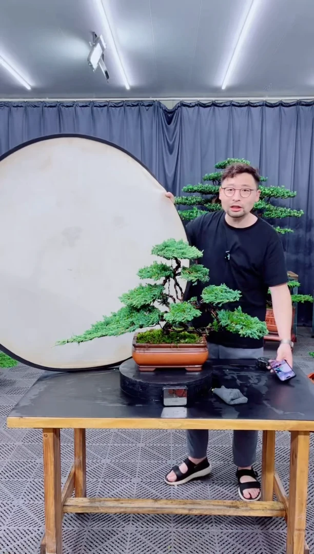 无花朵珍珠柏盆景...