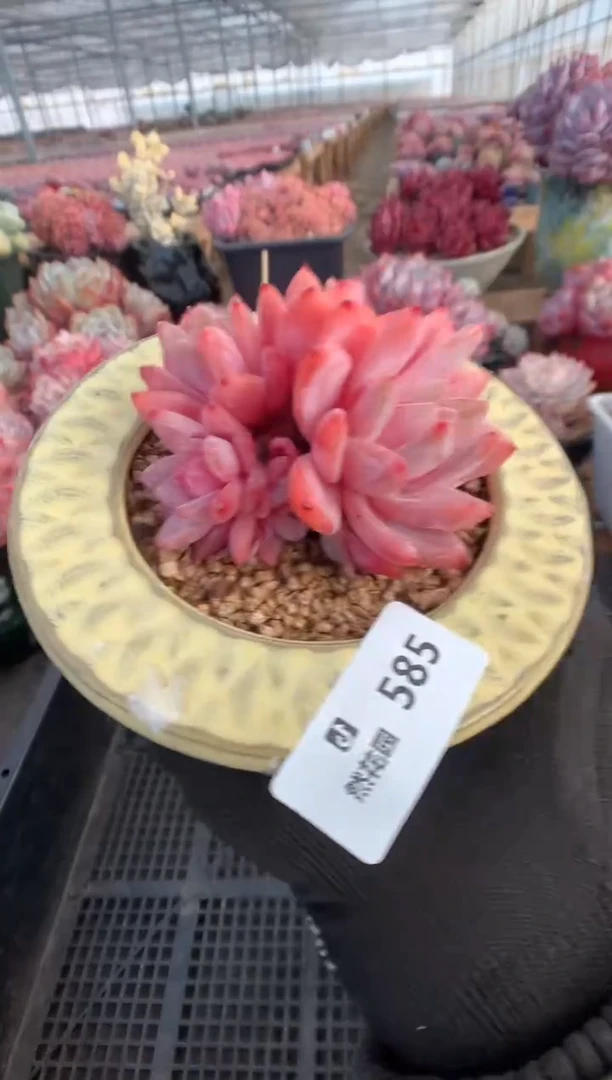 585雪天使多肉植物一物一拍