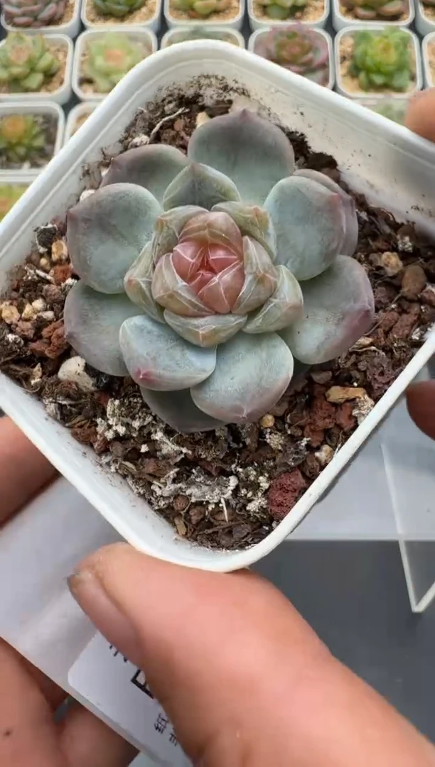 503E云禹多肉植物 带盆土纸巾打包 3颗包邮