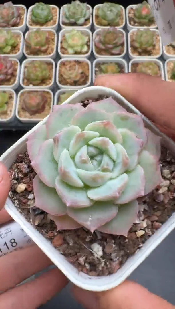 116G云禹多肉植物 脱土纸巾打包 3颗包邮
