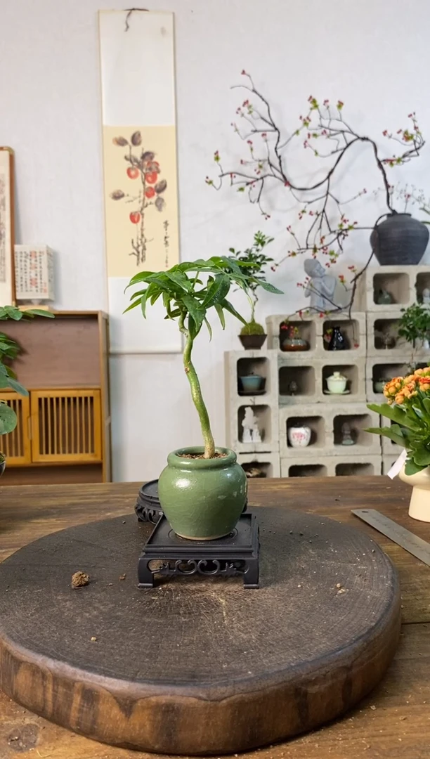 当前无花栽培后可以开花196
