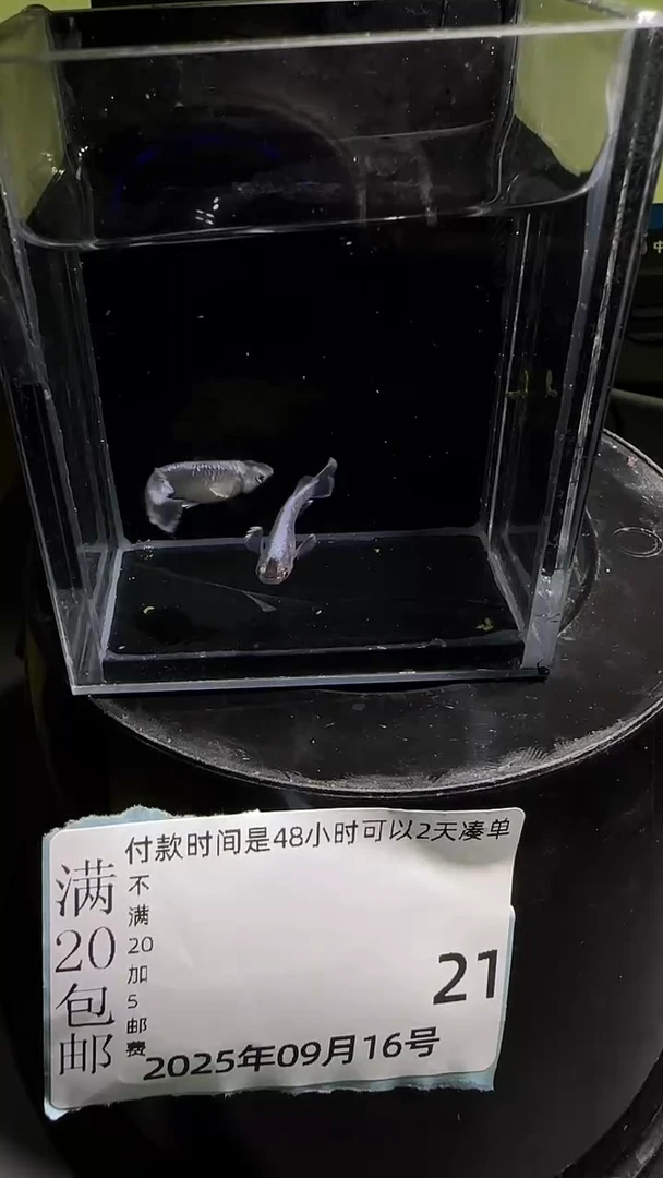 青鳉鱼观背青鳉观背青鳉21