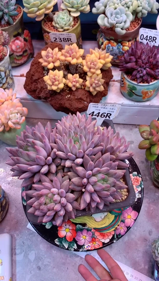 446R（一物一拍，精品多肉，所见即所得 ）