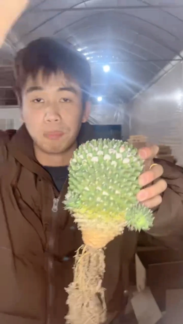 【闪购商品】实生根 雪糕 不指定带崽