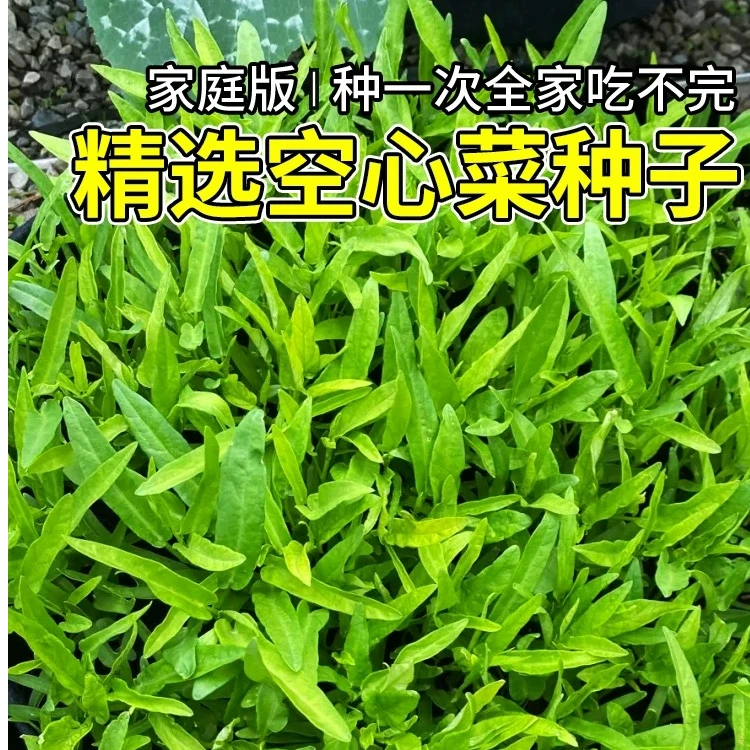 Y361三叉空心菜种子三叉空心菜耐热南方四季蔬菜种子