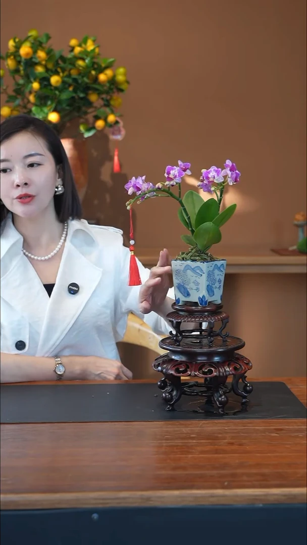 全部花朵小美人盆景盆景