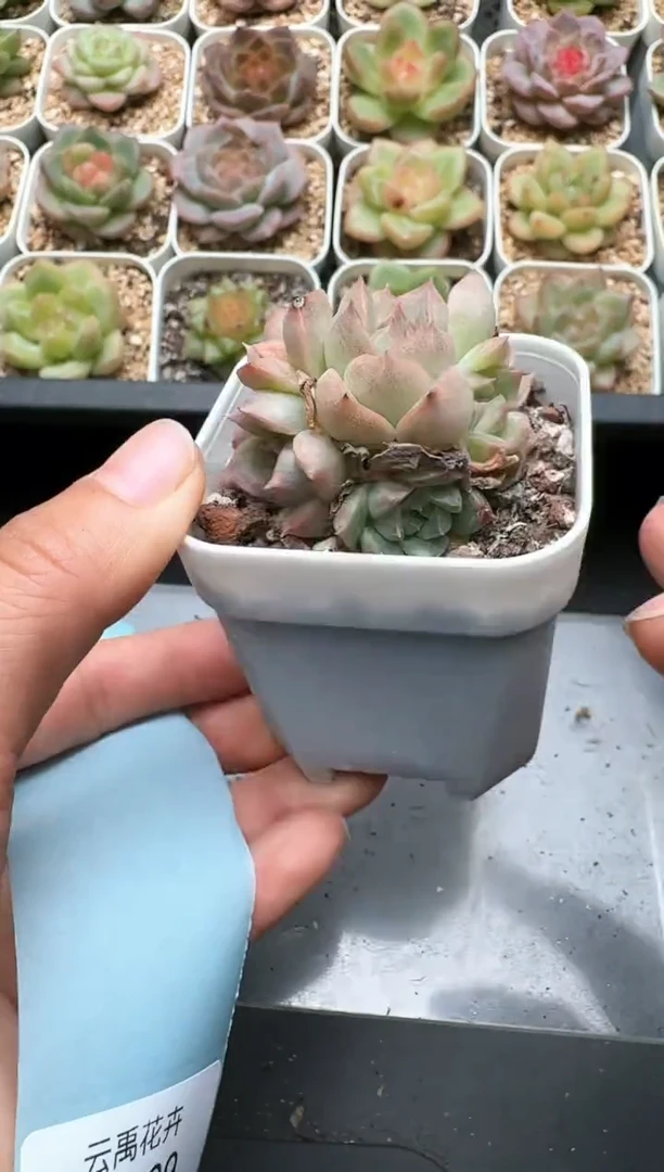 028C云禹多肉植物 带盆土纸巾打包 3颗包邮