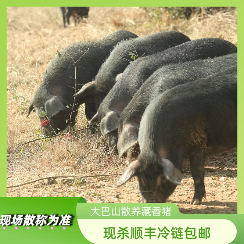 【跑山藏香猪-C】重庆大巴山跑山藏香猪现杀真空包装顺丰冷链包邮